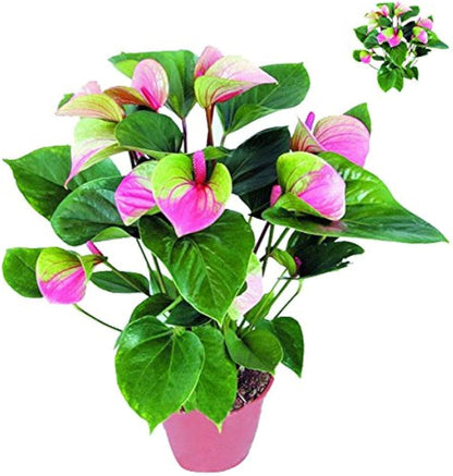 Anthurium Pink Green Flower Seeds For Planting Fresh Blooms