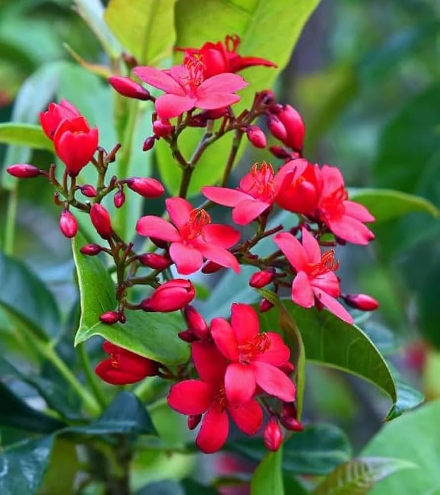 Premium Jatropha Flower seeds for Planting Colorful Display, Heirloom & GMO Free Seeds for Home Garden seeds