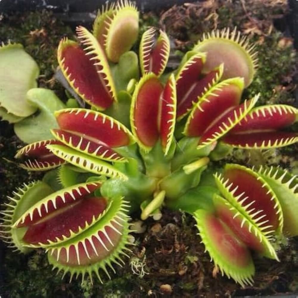 Venus Fly Trap Flower seeds for Planting Cut Flower Favorite, Heirloom & GMO Free Seeds for Home Garden vegetable and garden seeds