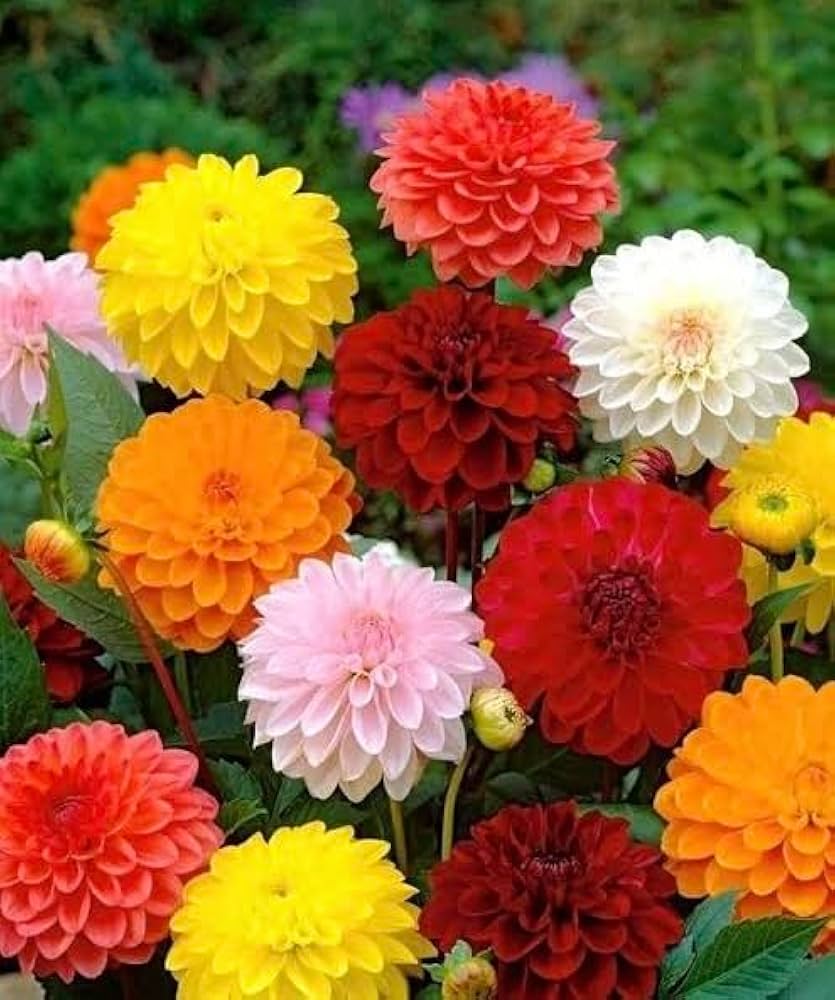 Heirloom Dahlias Flower seeds for Planting Vibrant Colors Heirloom & GMO Free Seeds for Home Garden