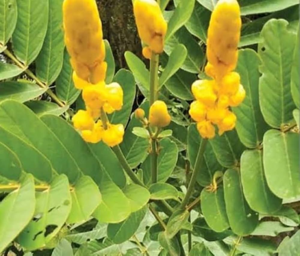 Yellow Candlestick Flower seeds for Planting Pollinator Friendly, Heirloom & GMO Free Seeds for Home Garden vegetable and garden seeds
