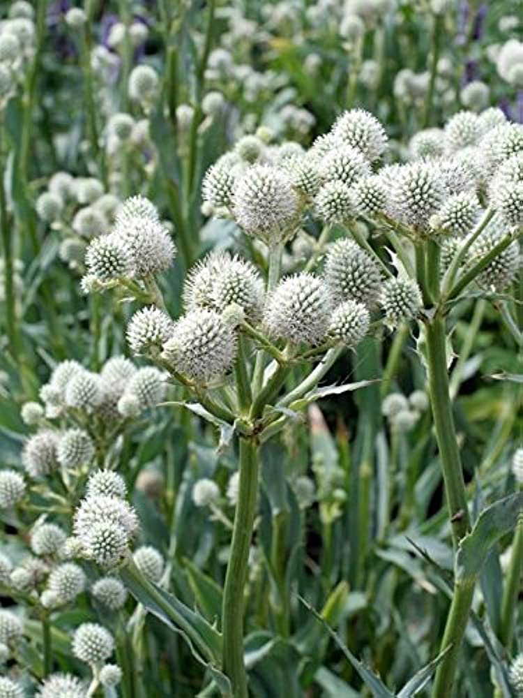 White Rattlesnake Master Flower seeds for Planting Colorful Display, Heirloom & GMO Free Seeds for Home Garden vegetable and garden seeds