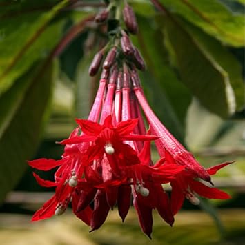 Bolivian Fuchsia Flower seeds for Planting Hardy Variety, Heirloom & GMO Free Seeds for Home Garden seeds for planting