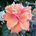 Hibiscus Peach Flower seeds for Planting Cottage Garden Essential, Heirloom & GMO Free Seeds for Home Garden seeds for planting