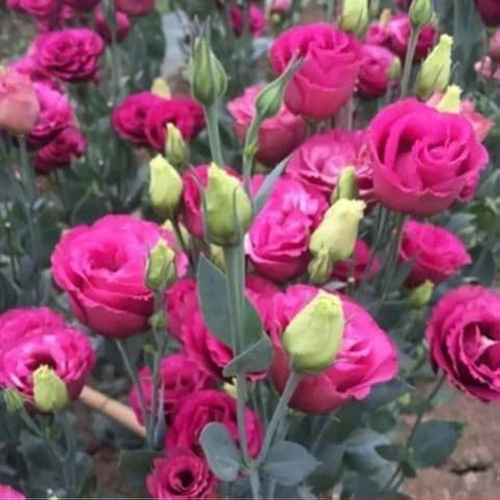 Lisianthus Red Flower seeds for Planting Wildflower Mix, Heirloom & GMO Free Seeds for Home Garden vegetable and garden seeds