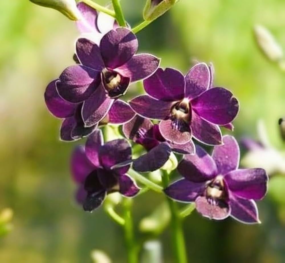 Premium Dark Blue Dendrobium Flower seeds for Planting Pollinator Friendly, Heirloom & GMO Free Seeds for Home Garden seeds