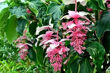 Premium Medinilla Flower seeds for Planting Compact Growth, Heirloom & GMO Free Seeds for Home Garden seeds