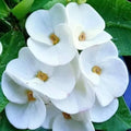 White Euphorbia Milii Flower seeds for Planting Vibrant Colors, Heirloom & GMO Free Seeds for Home Garden seeds for planting