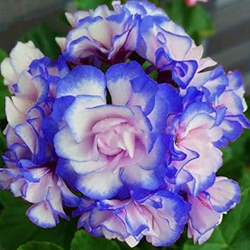 Blue White Pelargonium Flower seeds for Planting Pollinator Friendly, Heirloom & GMO Free Seeds for Home Garden seeds for planting