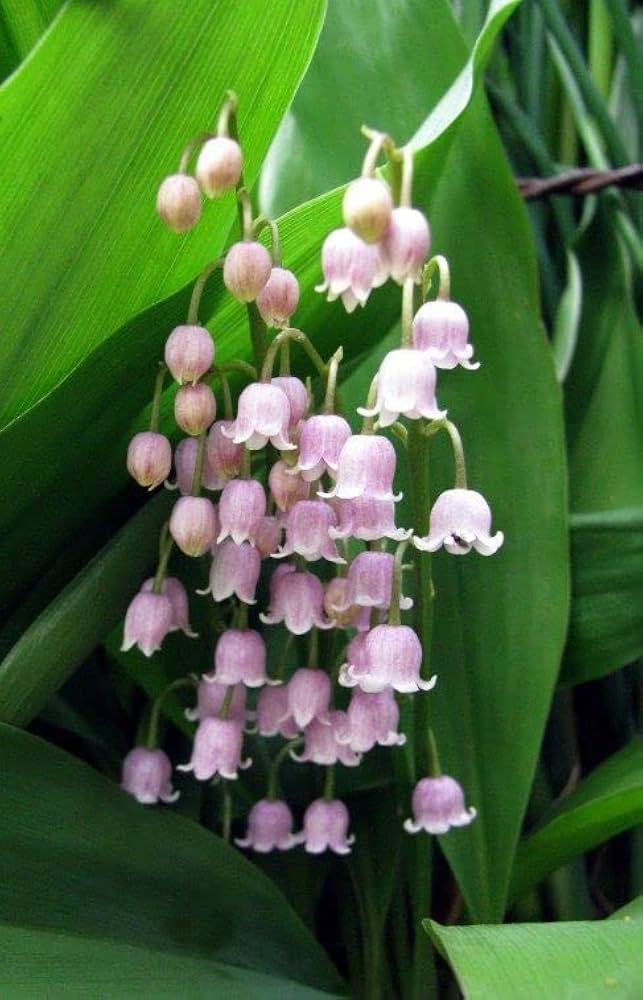 Premium Purple Bell Orchid Flower seeds for Planting Low Maintenance, Heirloom & GMO Free Seeds for Home Garden seeds