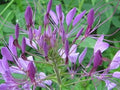 Purple Cleome Hasslerana Flower seeds for Planting Compact Growth, Heirloom & GMO Free Seeds for Home Garden seeds for planting