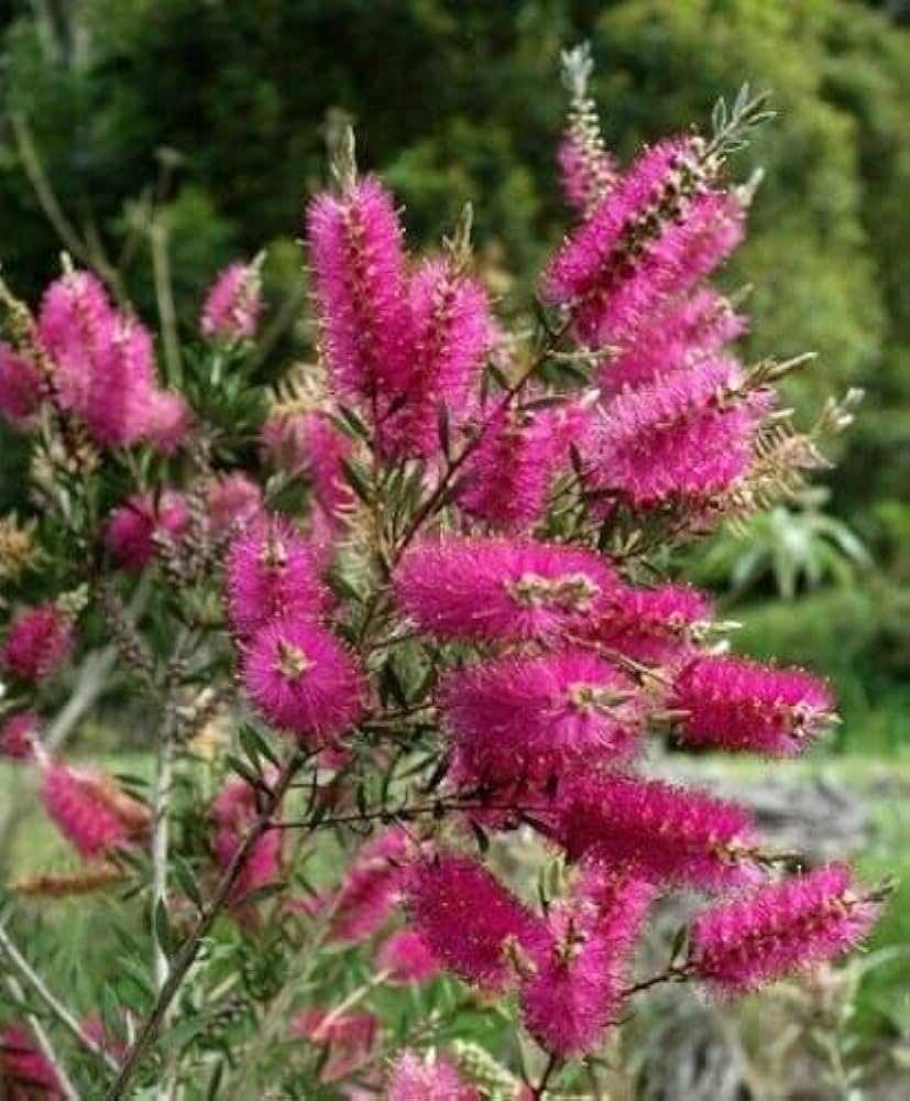 Premium Pink Callistemon Violaceus Flower seeds for Planting Garden Favorite, Heirloom & GMO Free Seeds for Home Garden seeds