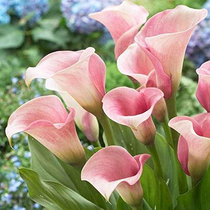 Baby Pink Calla Flower seeds for Planting Easy to Grow Heirloom & GMO Free Seeds for Home Garden