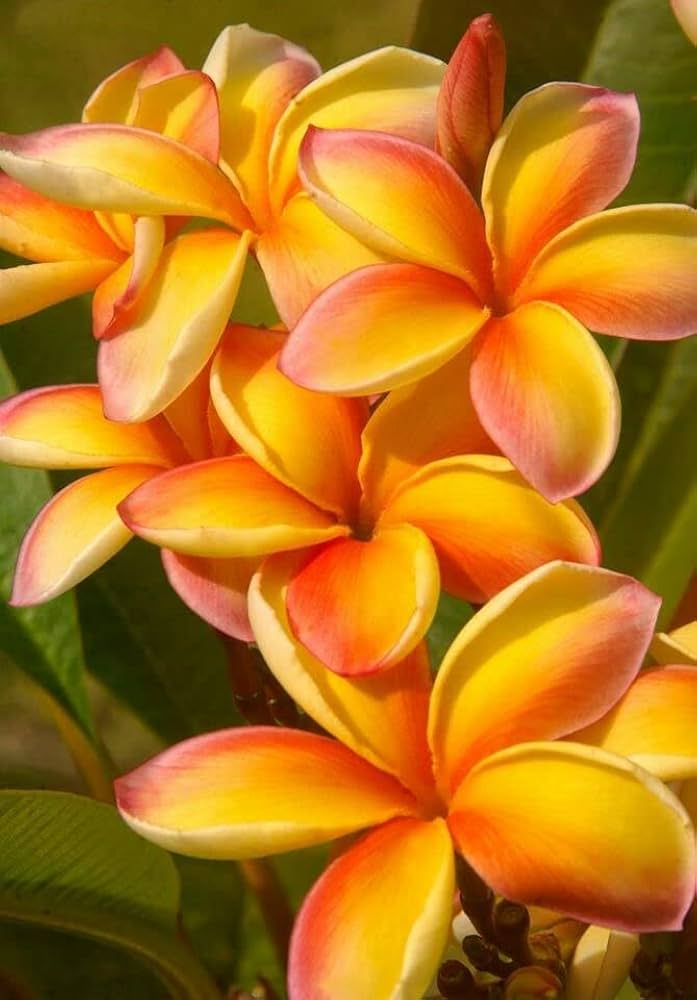 Peach Frangipani Flower seeds for Planting Sun Loving, Heirloom & GMO Free Seeds for Home Garden vegetable and garden seeds