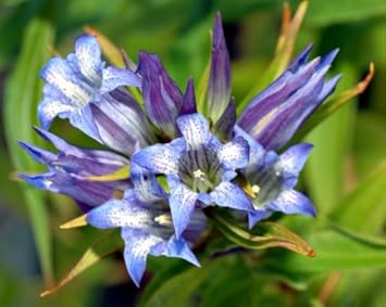 Blue White Gentian Flower seeds for Planting Sun Loving, Heirloom & GMO Free Seeds for Home Garden vegetable and garden seeds