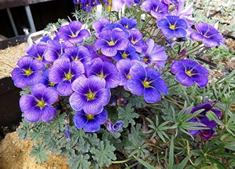Oxalis Laciniata Flower seeds for Planting Premium Quality, Heirloom & GMO Free Seeds for Home Garden vegetable and garden seeds