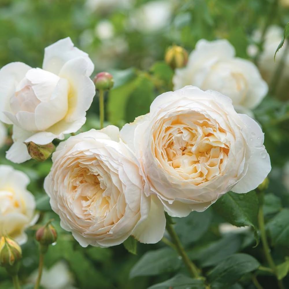 White Climbing Rose Flower seeds for Planting - Wildflower Mix, Heirloom & GMO Free Seeds for Home Garden