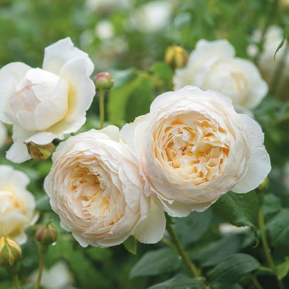 White Climbing Rose Flower seeds for Planting - Wildflower Mix, Heirloom & GMO Free Seeds for Home Garden