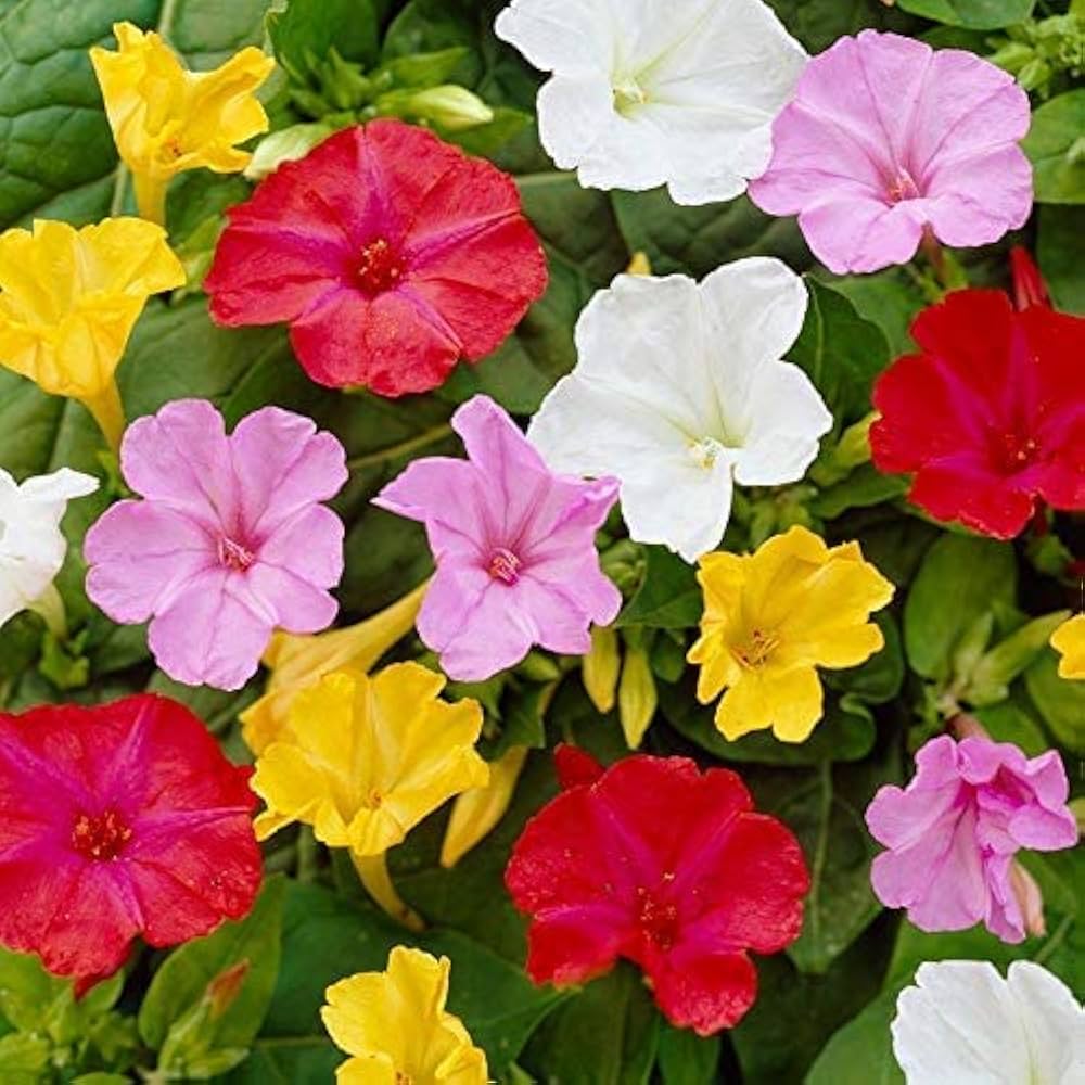 Mixed Mirabilis Jalapa Flower seeds for Planting Bright Blooms, Heirloom & GMO Free Seeds for Home Garden seeds for planting
