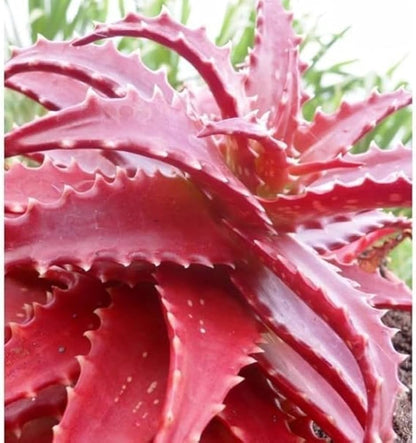 Red Aloe Flower seeds for Planting Compact Growth Heirloom & GMO Free Seeds for Home Garden