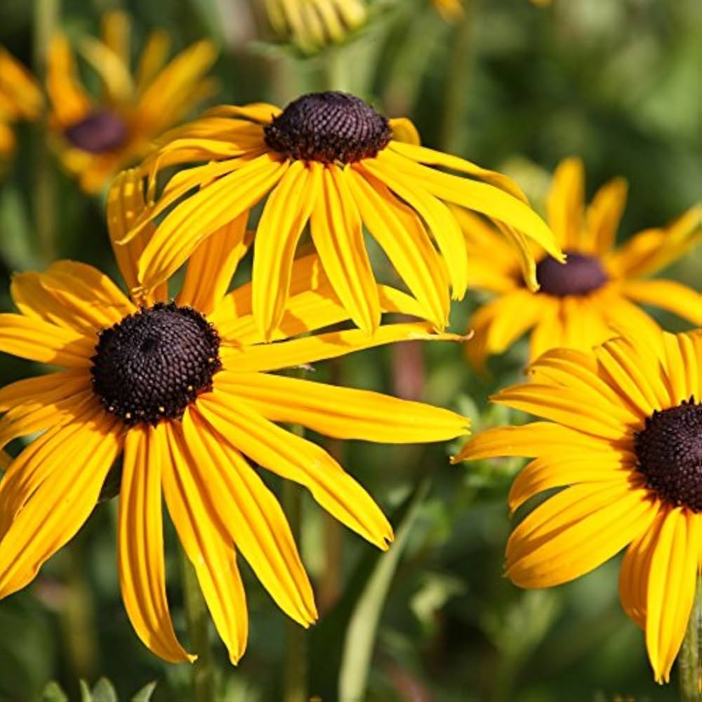Yellow ConeFlower seeds for Planting Colorful Display, Heirloom & GMO Free Seeds for Home Garden vegetable and garden seeds