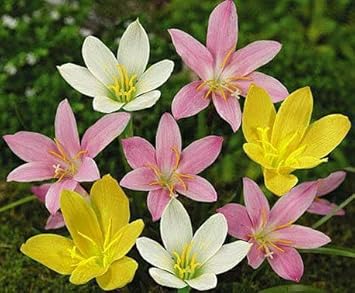 Mixed Rain Lily Flower seeds for Planting - Easy to Grow, Heirloom & GMO Free Seeds for Home Garden
 
 Sale seeds for home garden