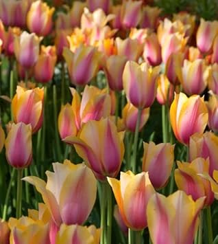 Yellow Pink Tulip Flower seeds for Planting Wildflower Mix, Heirloom & GMO Free Seeds for Home Garden seeds for planting
