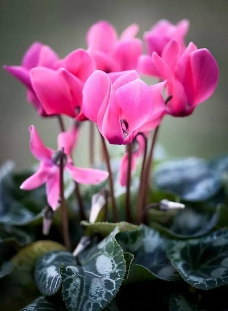 Pink & White Cyclamen Flower seeds for Planting Cut Flower Favorite, Heirloom & GMO Free Seeds for Home Garden vegetable and garden seeds