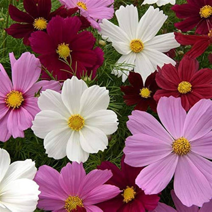 Crazy Mix Cosmos Flower seeds for Planting - Perfect for Borders, Heirloom & GMO Free Seeds for Home Garden