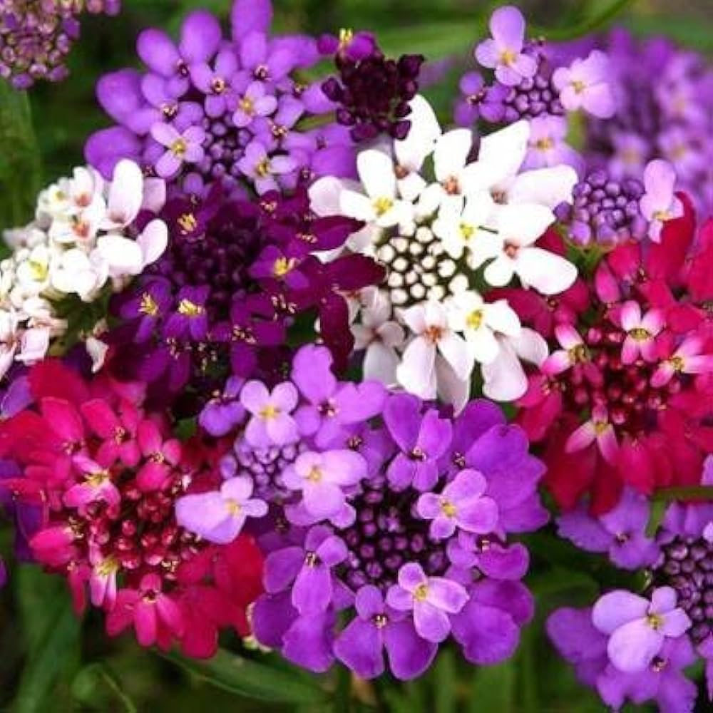 Candytuft Flower seeds for Planting Perfect for Borders Heirloom & GMO Free Seeds for Home Garden