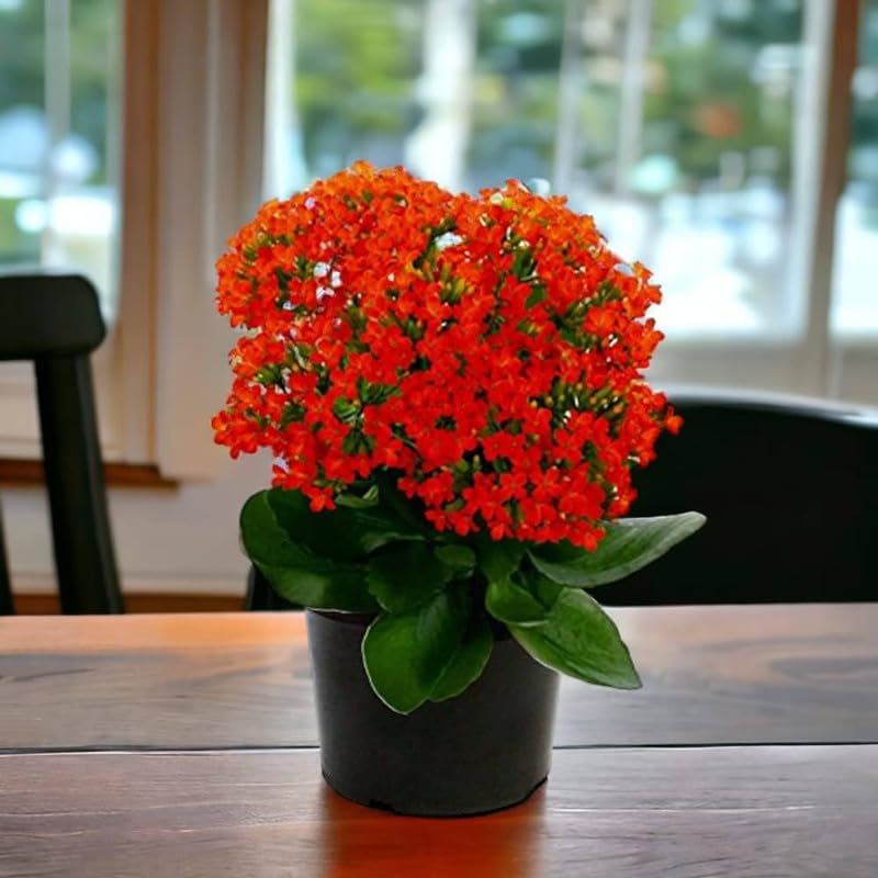 Red Kalanchoe Humilis Flower seeds for Planting Low Maintenance, Heirloom & GMO Free Seeds for Home Garden vegetable and garden seeds