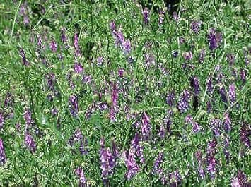Purple Vetch Flower seeds for Planting Perfect for Borders, Heirloom & GMO Free Seeds for Home Garden vegetable and garden seeds
