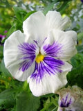 White Blue Wittrockiana Flower seeds for Planting Easy to Grow, Heirloom & GMO Free Seeds for Home Garden seeds for planting