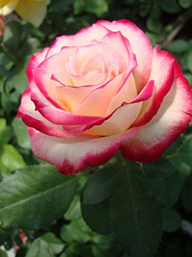 Premium White Pink Rose Flower seeds for Planting Cottage Garden Essential, Heirloom & GMO Free Seeds for Home Garden seeds