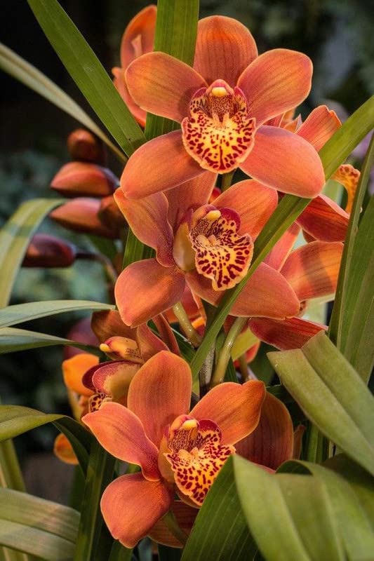 Premium Orange Butterfly Orchid Flower seeds for Planting Seasonal Bloomer, Heirloom & GMO Free Seeds for Home Garden seeds