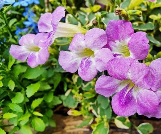 Premium Lavender Creeping Gloxinia Flower seeds for Planting Vibrant Colors, Heirloom & GMO Free Seeds for Home Garden seeds