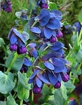 Blue Shrimp Flower seeds for Planting Seasonal Bloomer, Heirloom & GMO Free Seeds for Home Garden seeds for planting