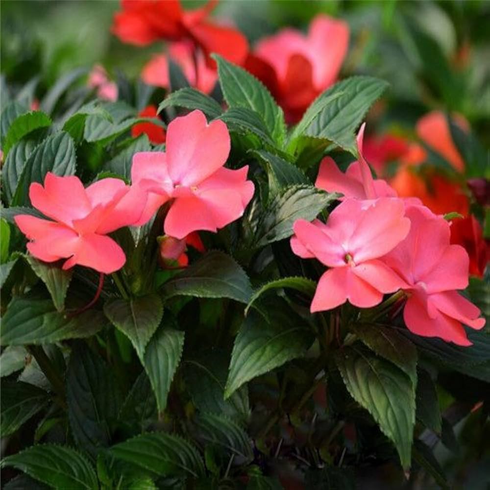 Walleriana Flower seeds for Planting Cottage Garden Essential, Heirloom & GMO Free Seeds for Home Garden seeds for planting