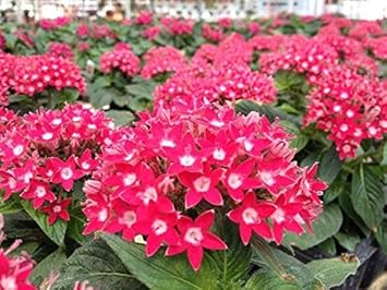 Pink Pentas Flower seeds for Planting Vibrant Colors, Heirloom & GMO Free Seeds for Home Garden seeds for planting