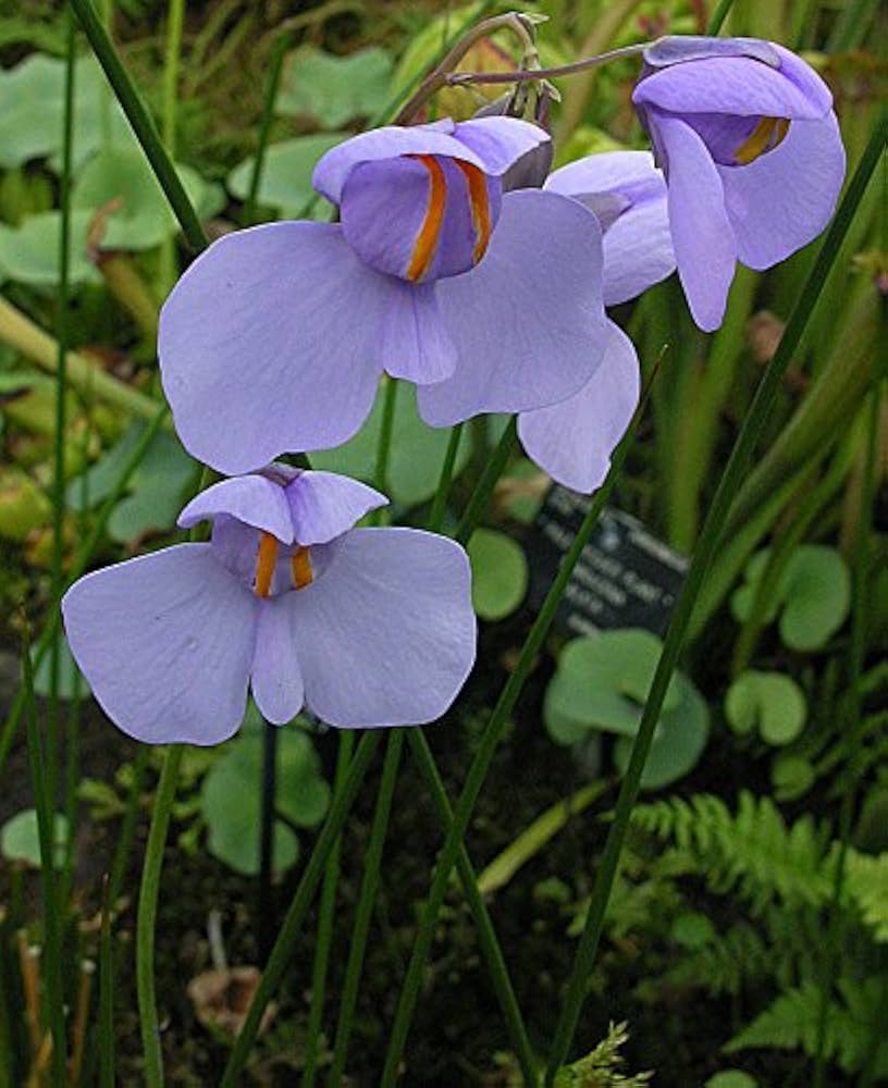 High quality Utricularia Flower seeds for Planting Cottage Garden Essential, Heirloom & GMO Free Seeds for Home Garden seeds pack