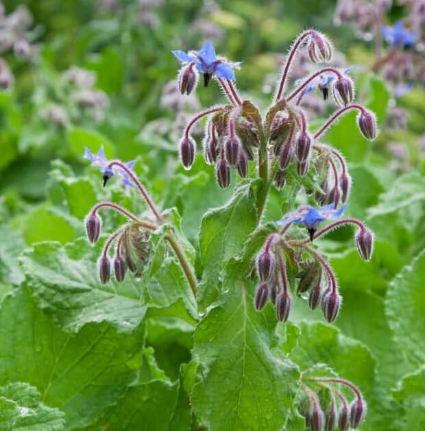 Premium Mixed Borago Flower seeds for Planting Easy to Grow, Heirloom & GMO Free Seeds for Home Garden seeds