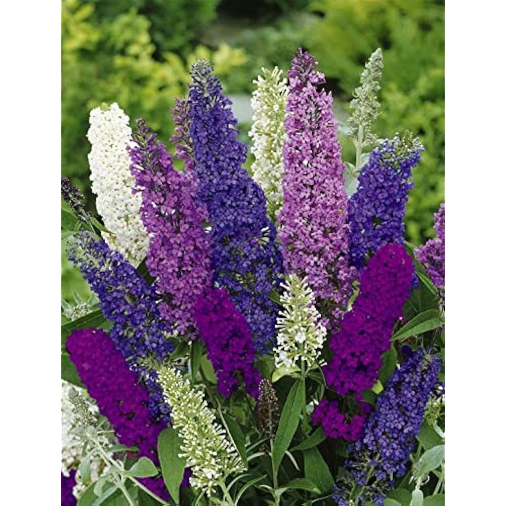 Premium Mix Buddleia Flower seeds for Planting Bright Blooms, Heirloom & GMO Free Seeds for Home Garden seeds