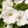 White Petunia Flower seeds for Planting Garden Favorite, Heirloom & GMO Free Seeds for Home Garden seeds for planting