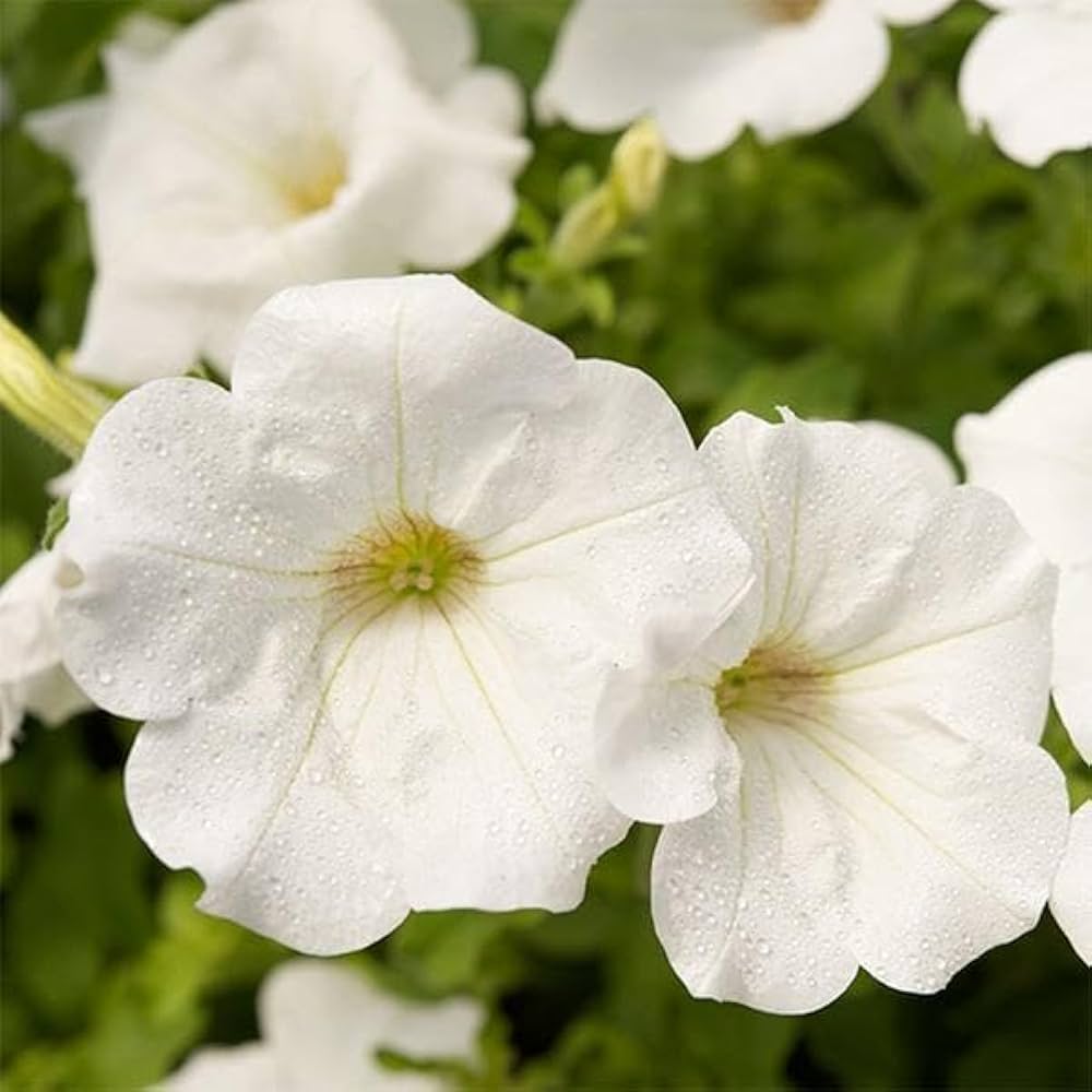 White Petunia Flower seeds for Planting Garden Favorite, Heirloom & GMO Free Seeds for Home Garden seeds for planting