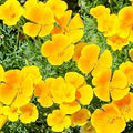 Cali Flower seeds for Planting Wildflower Mix, Heirloom & GMO Free Seeds for Home Garden seeds for planting