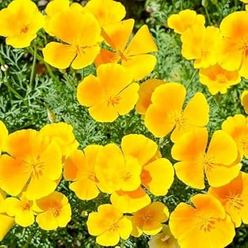 Cali Flower seeds for Planting Wildflower Mix, Heirloom & GMO Free Seeds for Home Garden seeds for planting