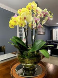 Yellow Phalaenopsis Flower seeds for Planting Garden Favorite, Heirloom & GMO Free Seeds for Home Garden seeds for planting
