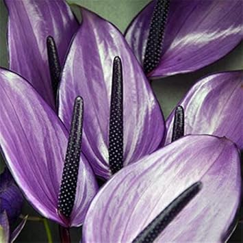 Lavender Anthurium Flower seeds for Planting Wildflower Mix, Heirloom & GMO Free Seeds for Home Garden vegetable and garden seeds