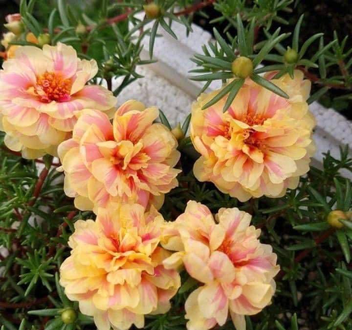 Premium Cream Portulaca Flower seeds for Planting Compact Growth, Heirloom & GMO Free Seeds for Home Garden seeds