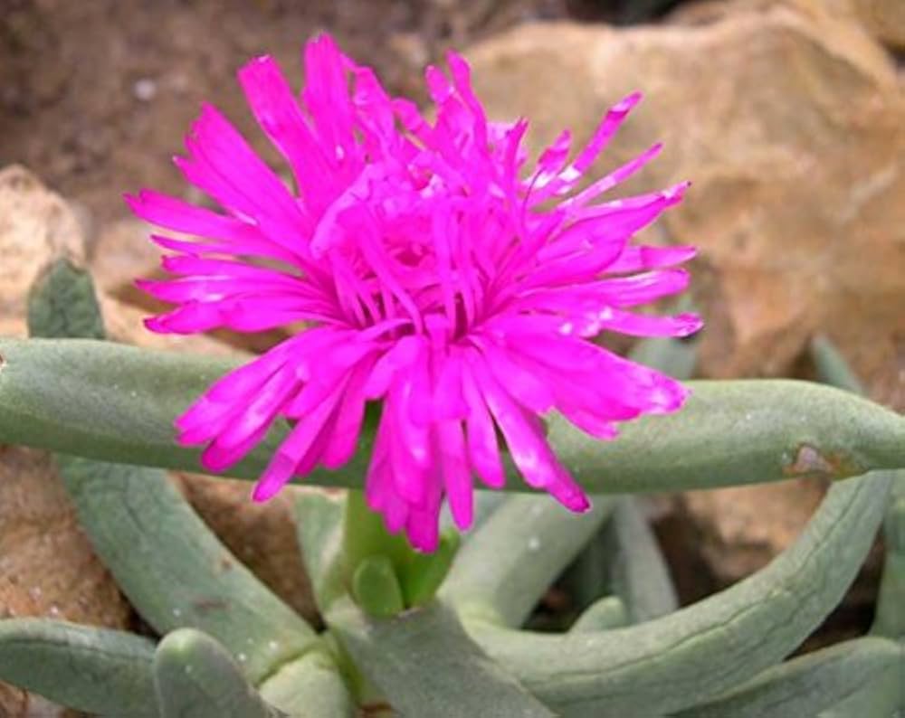 Premium Pink Namaquanthus Flower seeds for Planting Vibrant Colors, Heirloom & GMO Free Seeds for Home Garden seeds